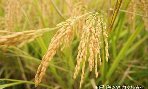 水稻粳稻期货实时行情(水稻粳稻期货实时行情查询)_https://www.huakunhengjia.com_财经资讯_第1张
